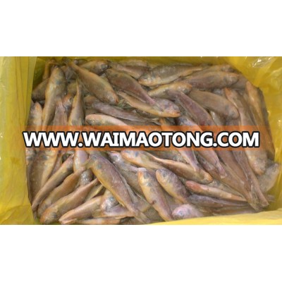 frozen small yellow croaker farming