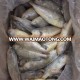 frozen yellow croaker of high-quality