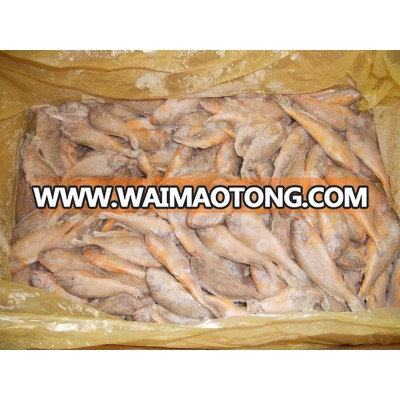 whole small yellow croaker fish farming